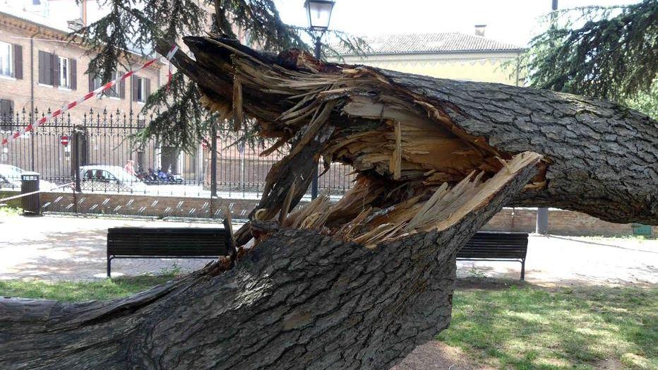 Alberi, ora è emergenza Cadono come birilli