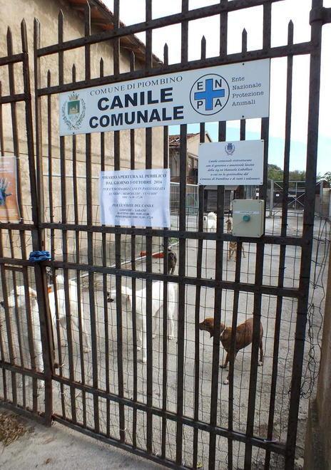 Il Comune risarcisce l’avvocato Napoleoni per i disagi del canile 