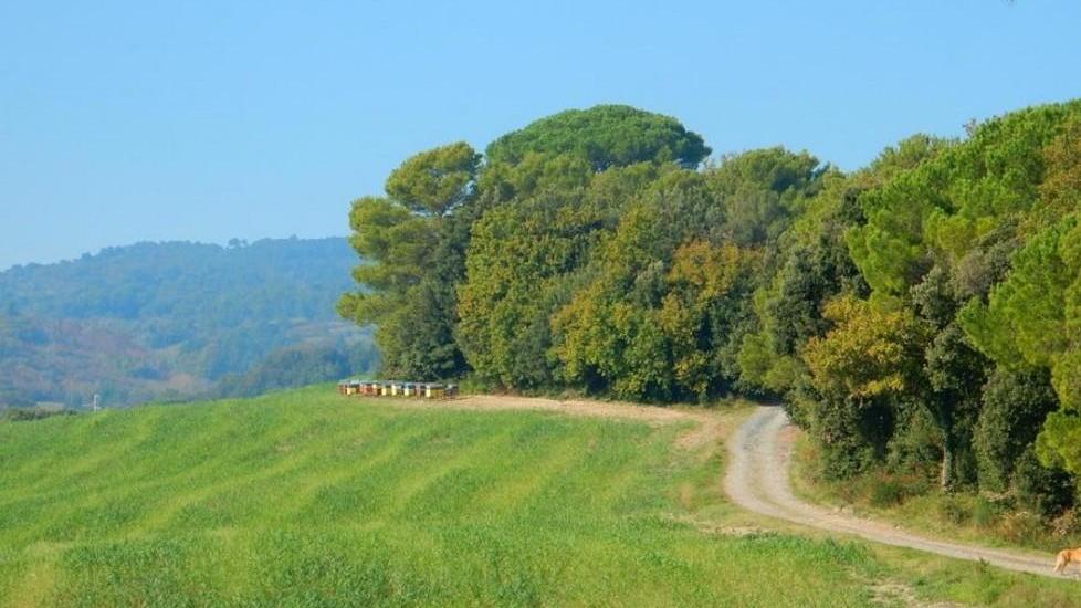 Strada vicinale Col di Leccio partito l’iter per il consorzio