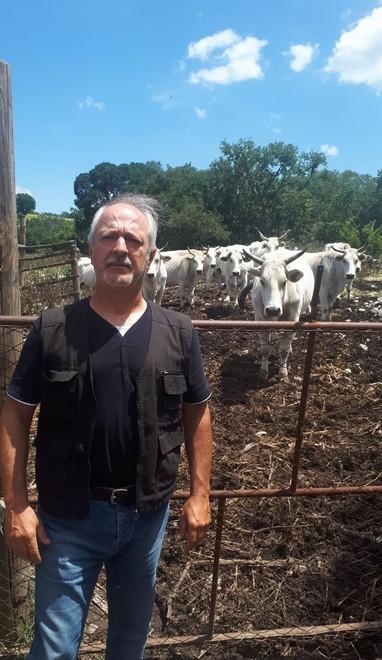 Vitellino sbranato dai predatori 