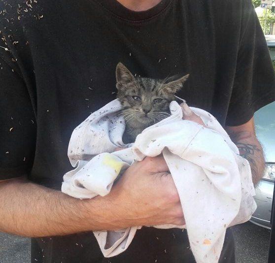 Salvato dai vigili gatto incastrato in un’automobile