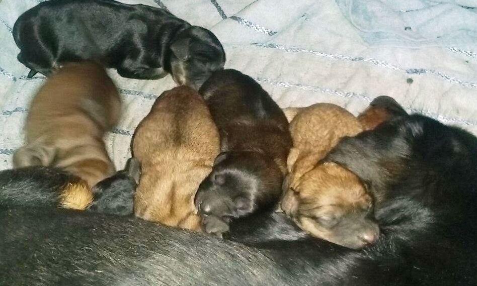 Cuccioli abbandonati cercano casa 