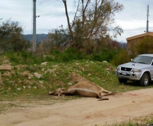 Mucche uccise a Coluccia assolti i quattro imputati 