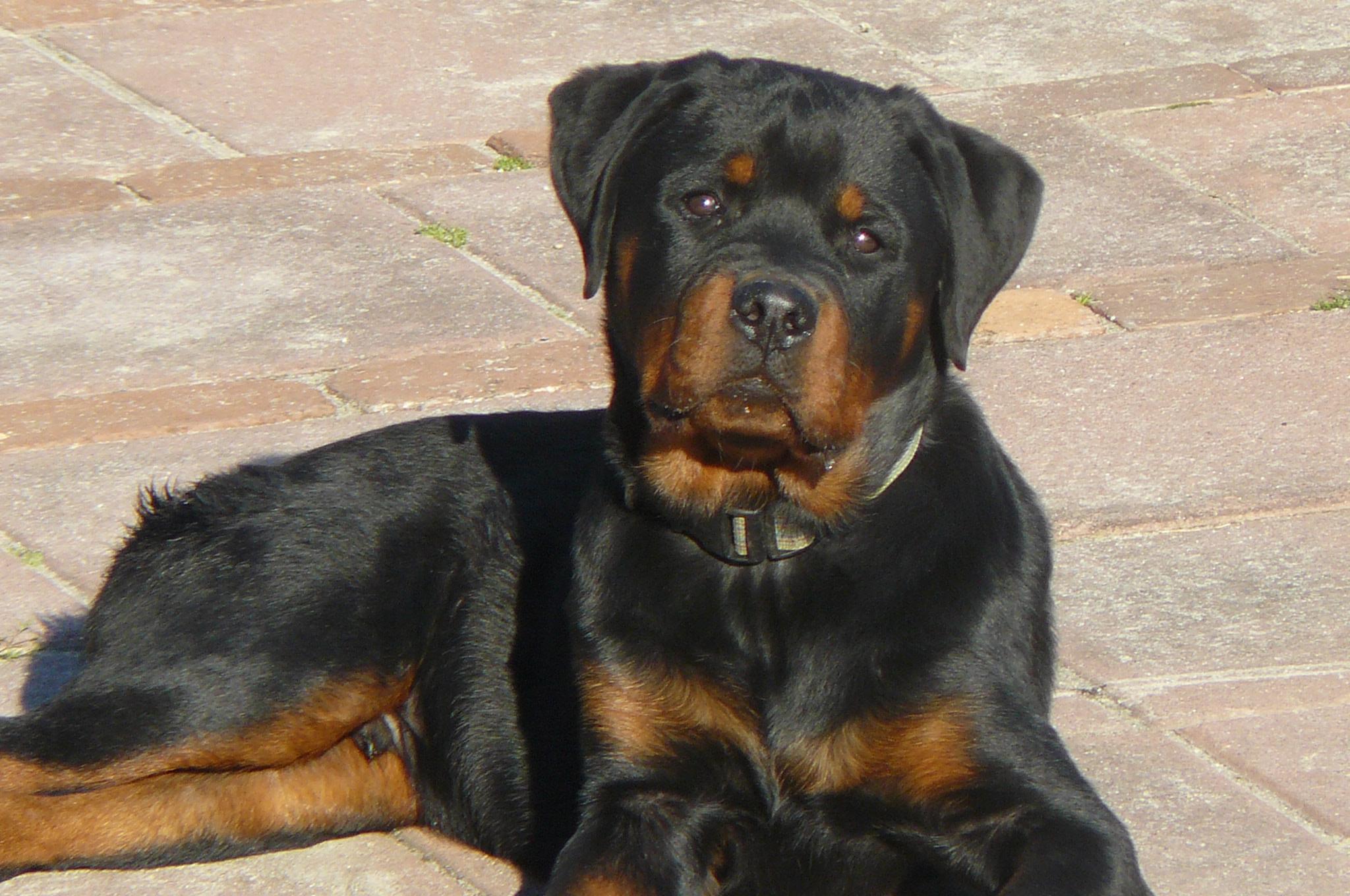 Un Rottweiler (foto d'archivio)