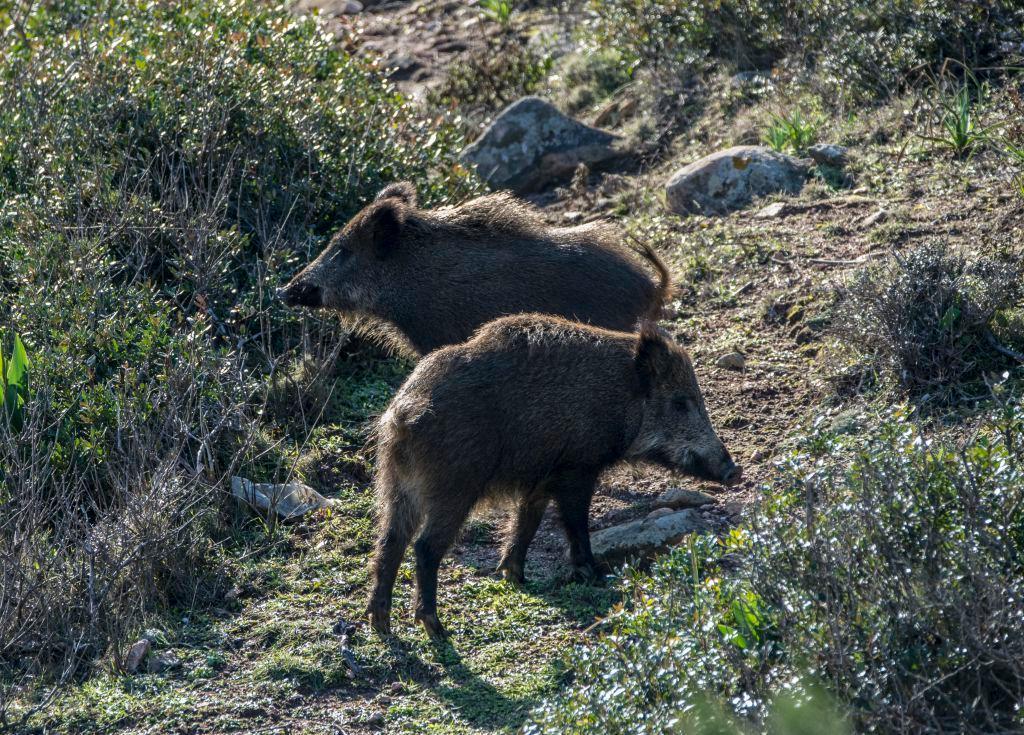 Sorpreso mentre fa la posta al cinghiale, sequestrati fucile e cartucce