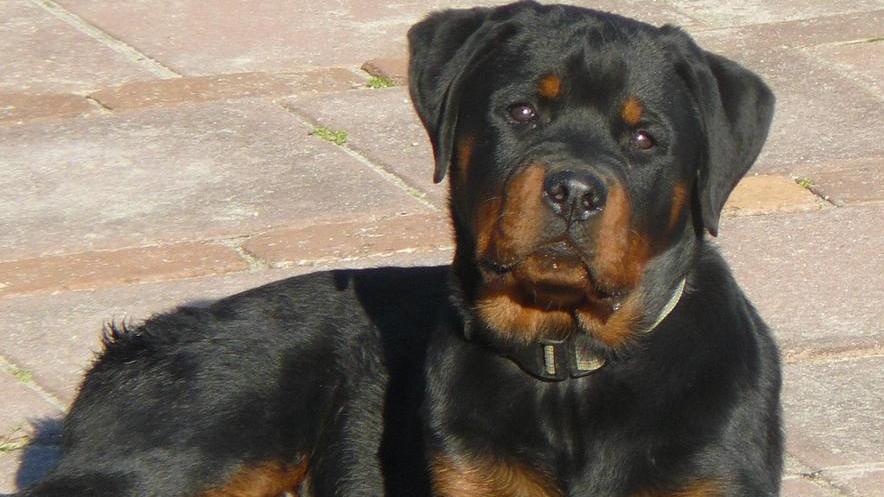 Cane segregato nel capannone Denunciato il proprietario