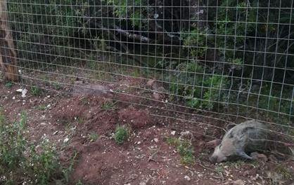 Grig: «Via le recinzioni dall’altopiano del Golgo» 