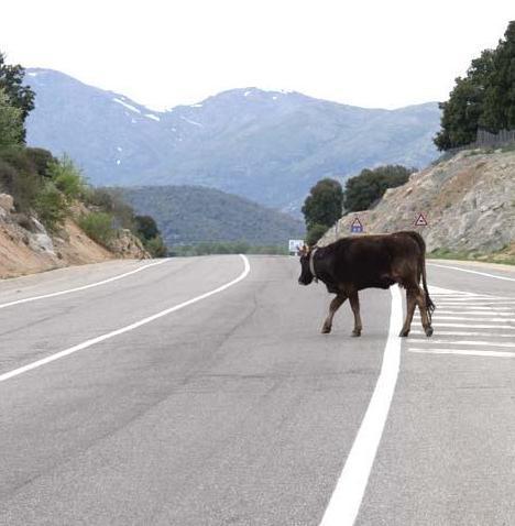 Furgone contro cavallo sulla 389, ennesimo incidente