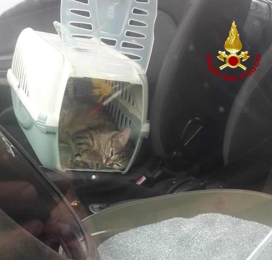 Uno dei gatti che ha chiuso fuori dalla macchina i suoi padroni