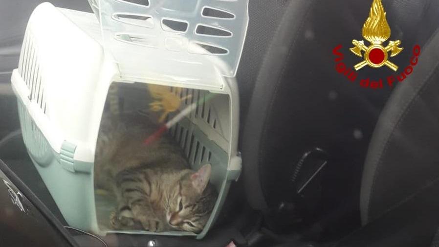 Uno dei gatti che ha chiuso fuori dalla macchina i suoi padroni