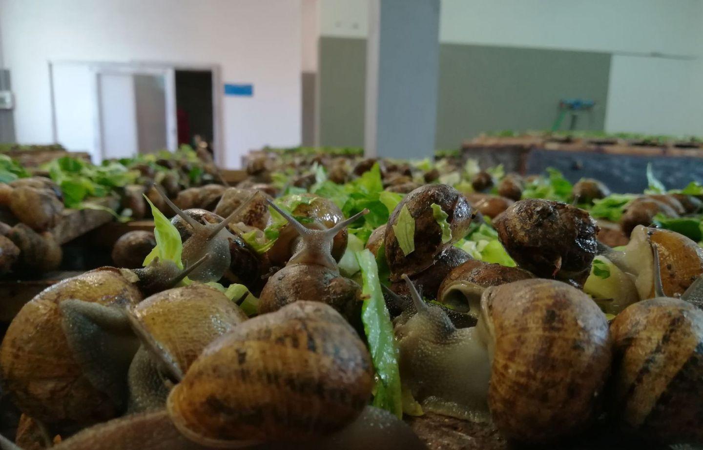 Dal caviale all’hamburger: tutto fatto con le lumache 