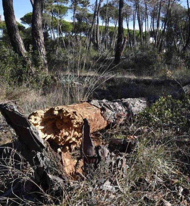 Fiamme alle Strillaie, bruciano 11 ettari 