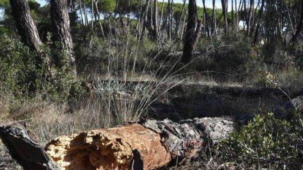 Fiamme alle Strillaie, bruciano 11 ettari
