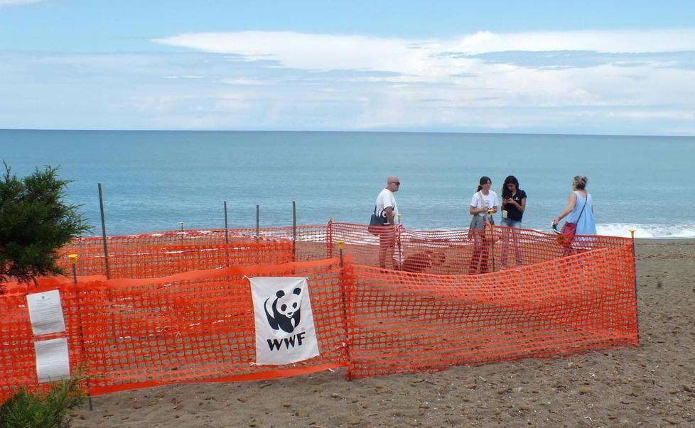 I volontari Wwf “covano” le uova delle tartarughe 
