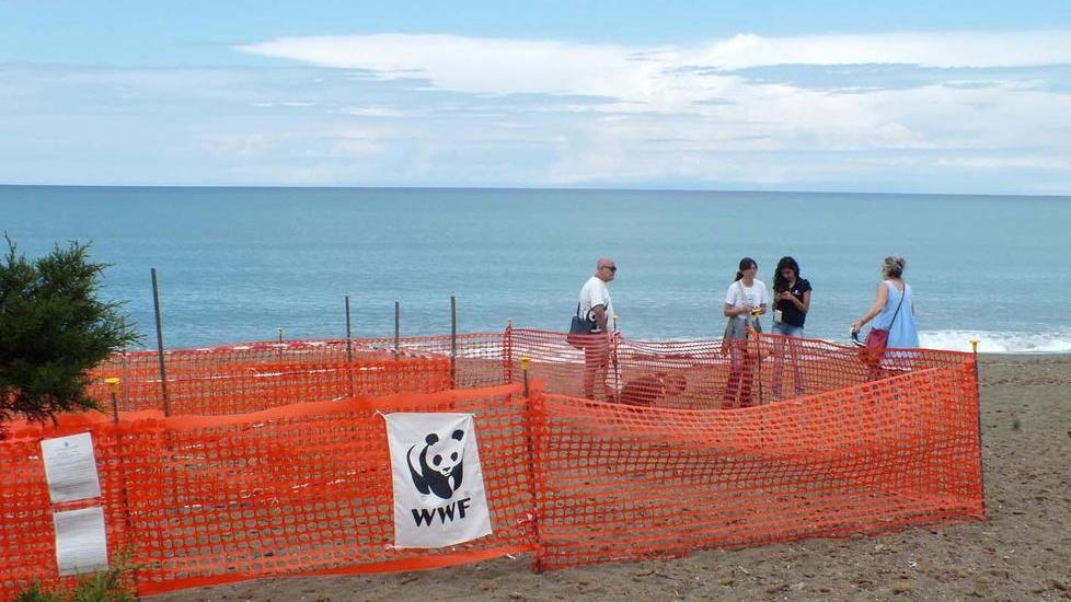 I volontari Wwf “covano” le uova delle tartarughe