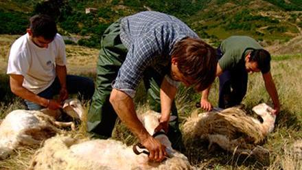 Gli antichi riti della tosatura delle pecore