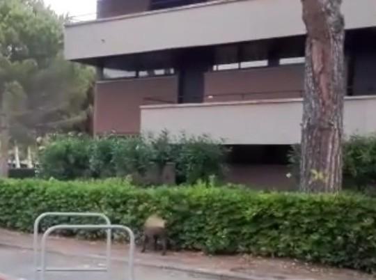 I cinghiali arrivano a Marina di Bibbona