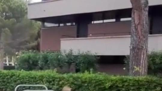 I cinghiali arrivano a Marina di Bibbona