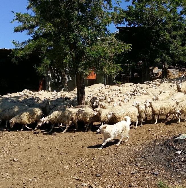 Eliminato il “de minimis” «Ora anche i danni indiretti»