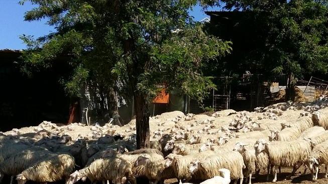 Eliminato il “de minimis” «Ora anche i danni indiretti»