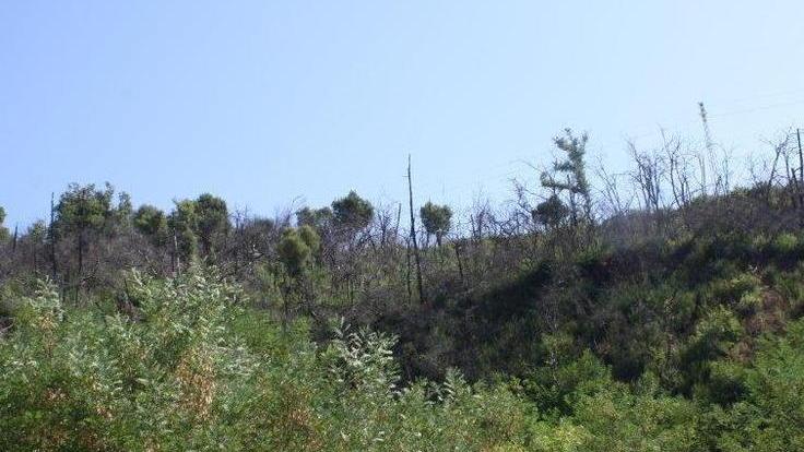 Una strada tutta nuova per Fenice Capanne