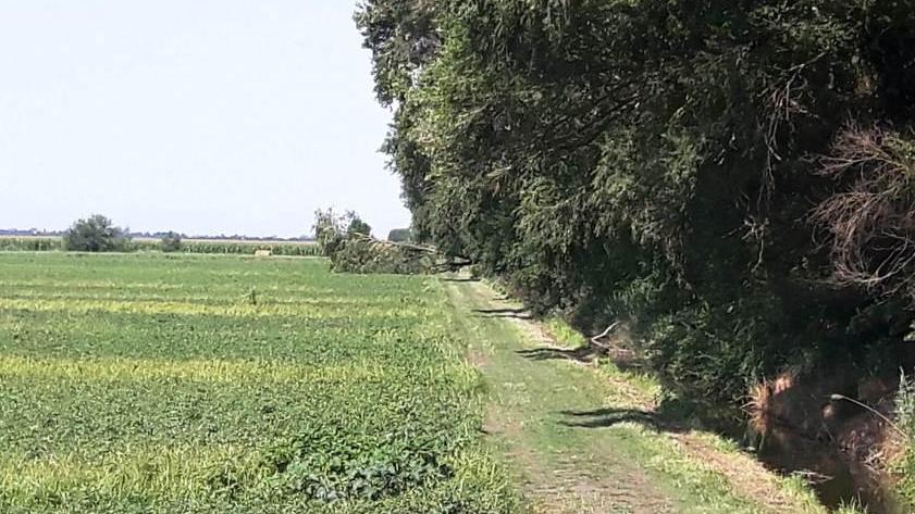 Niente potature agli alberi Rischio crollo dei rami