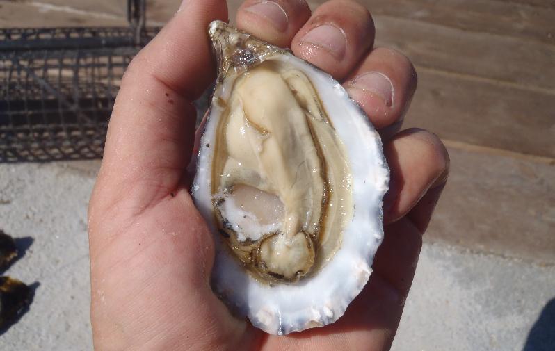 Ostriche, l’isola studia come sfruttare il business 