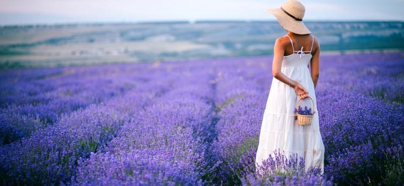 In Provenza, a caccia di lavanda 