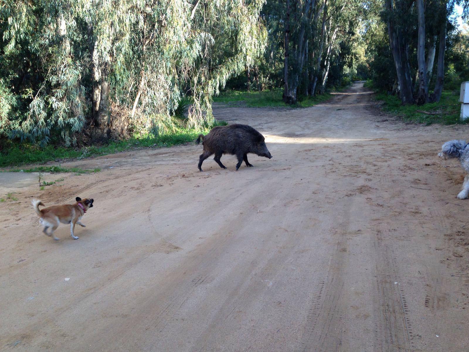 Caccia di frodo al cinghiale nel parco dei Sette Fratelli, 59enne denunciato