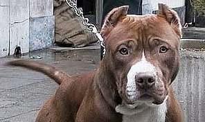 Carabiniere all’ospedale per i morsi di un pitbull 