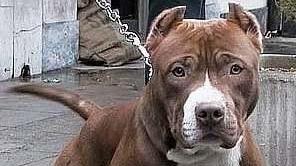 Carabiniere all’ospedale per i morsi di un pitbull