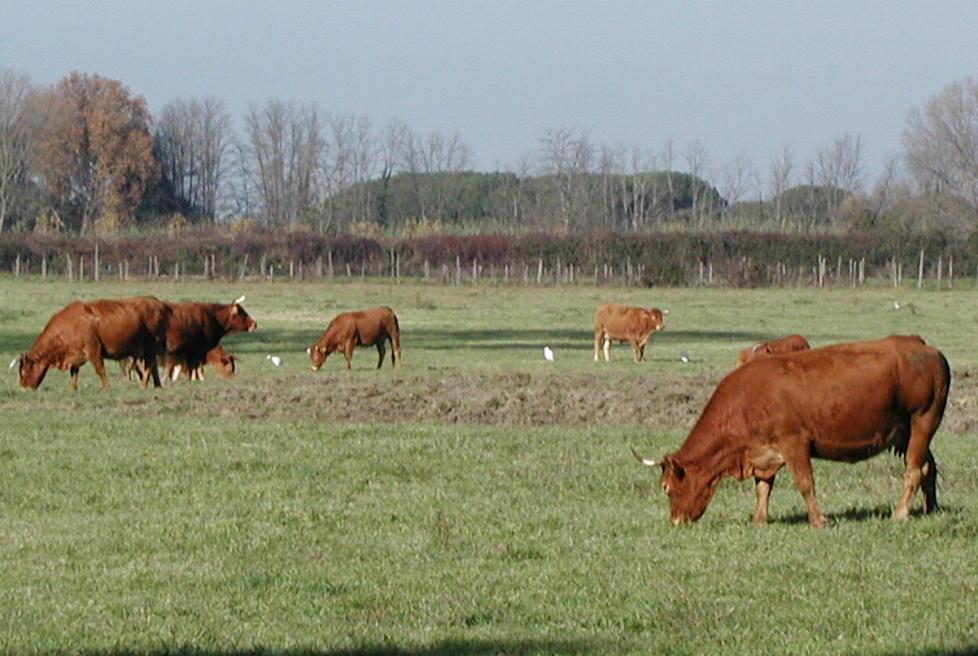 Le mucche e i vitelli del Parco regionale finiscono all’asta