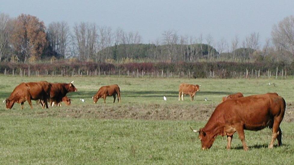 Le mucche e i vitelli del Parco regionale finiscono all’asta
