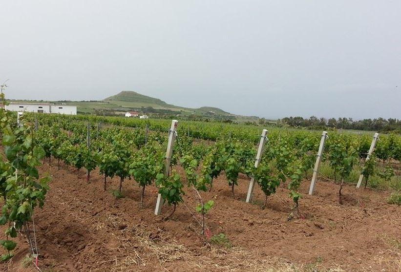 Buon vino al tramonto a Tenuta Asinara
