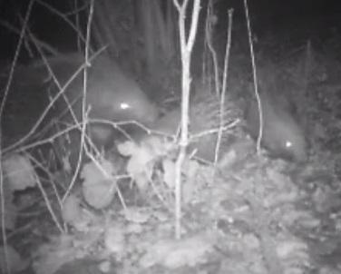 Due cuccioli per l’istrice ma la sterna invece se ne è andata