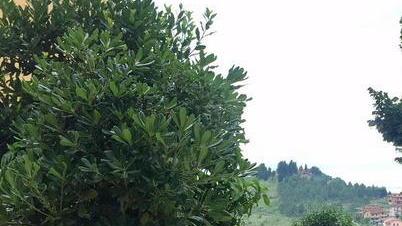 Fioriere di cotto nel paese alto