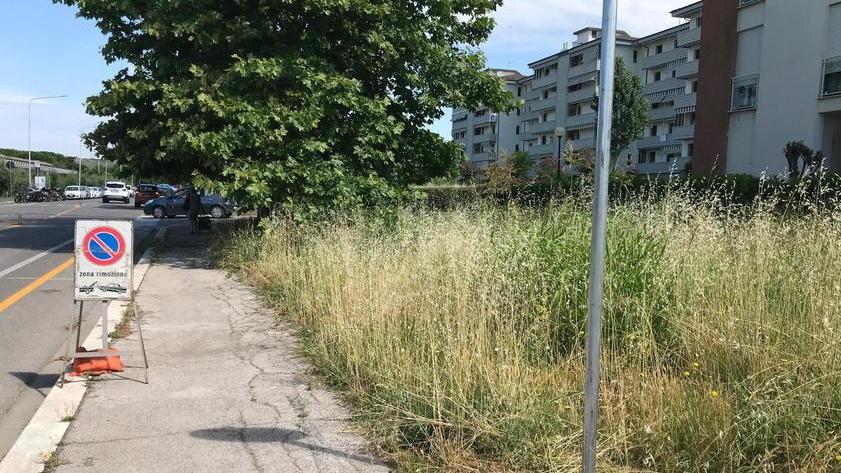 Erbacce quasi ad altezza-uomo