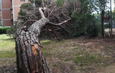 Crolla un pino: rimosso dai vigili del fuoco 