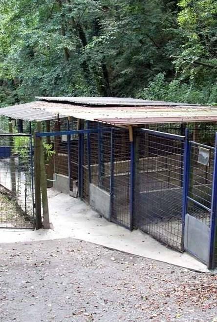 Rubano la corrente elettrica al canile di Montepepe