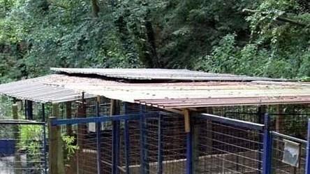 Rubano la corrente elettrica al canile di Montepepe