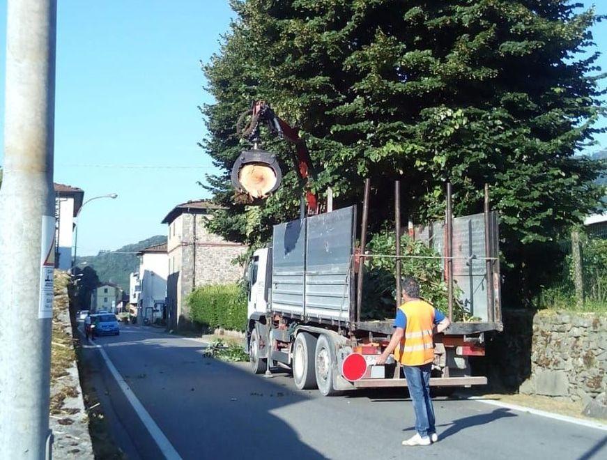 Alberi abbattuti lungo il Brennero 