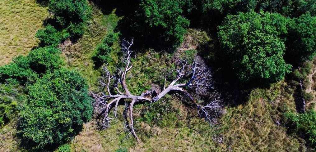 La quercia millenaria diventa un’opera d’arte