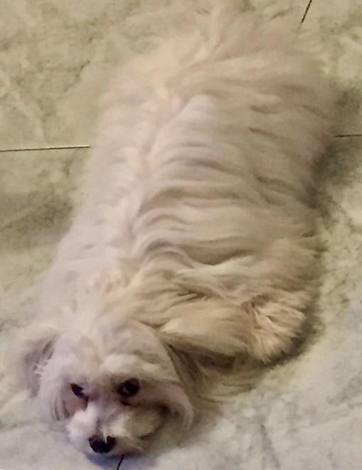 Si ferma in macchina lungo la Calcesana e ruba una cagnolina 