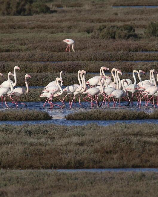 Visita all’Oasi Wwf Gli animali al tramonto