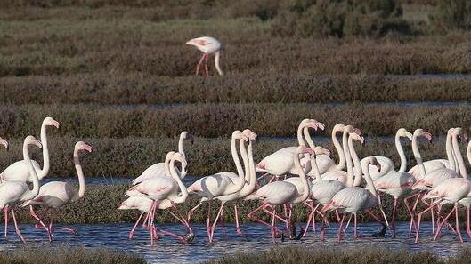 Visita all’Oasi Wwf Gli animali al tramonto