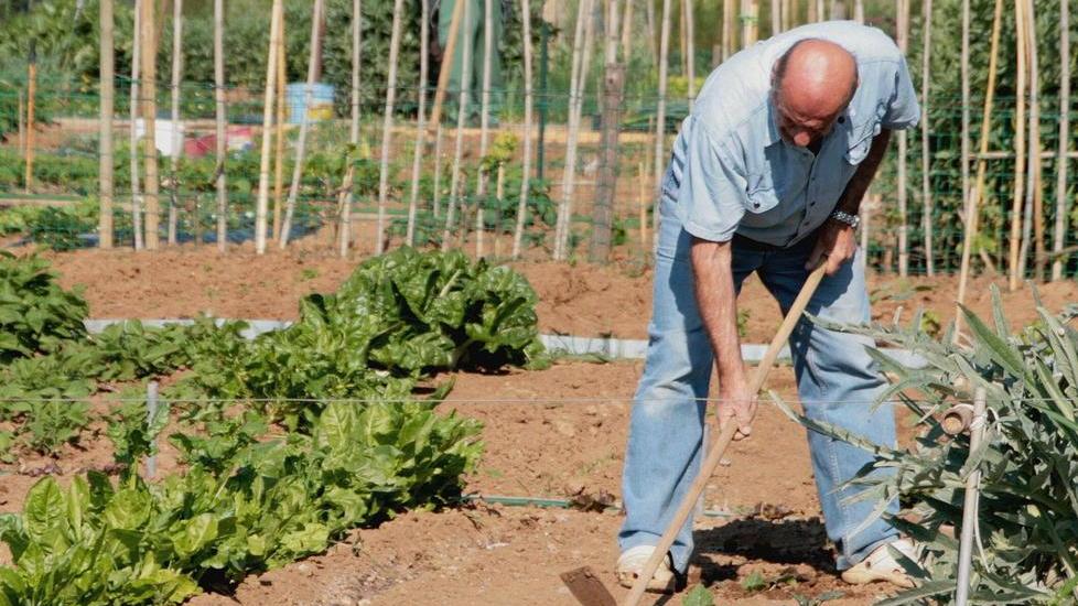 31 furti in 2 anni l’amaro record dei ladri negli orti Rubati attrezzi