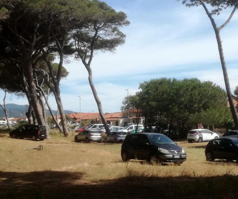 Auto in sosta in pineta Residenti in allarme per il rischio incendi 