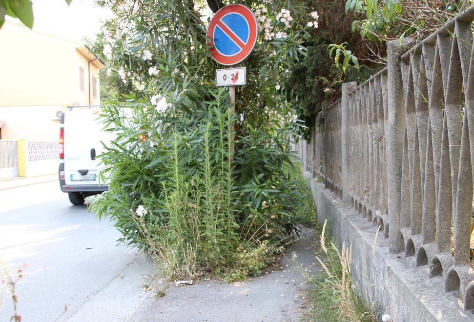 In via Paladini marciapiede impraticabile causa piante