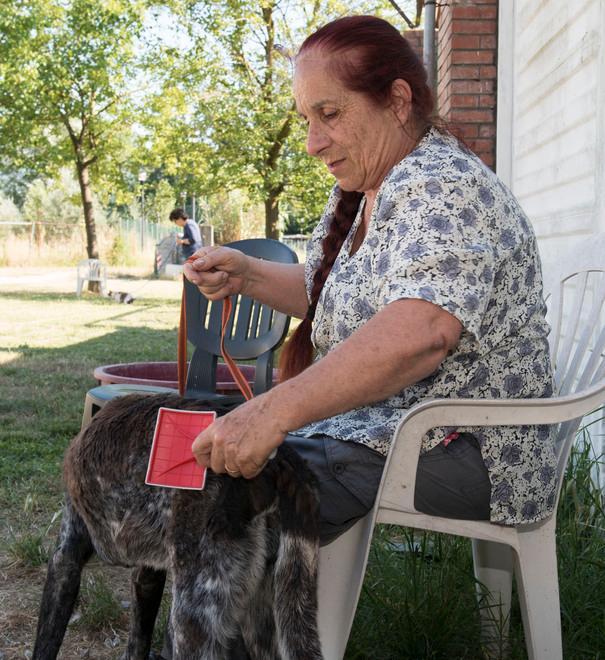 L’estate caldissima del canile comunale «Siamo pieni, accettiamo solo urgenze» 