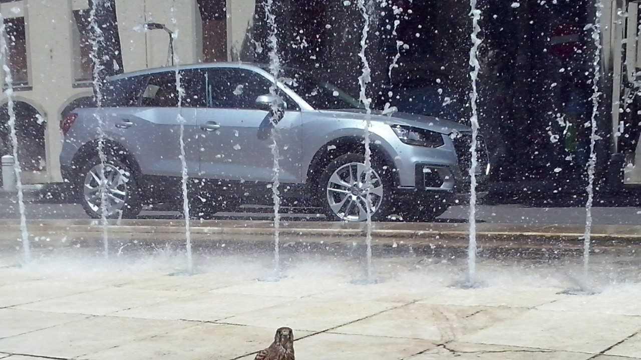 Il piccolo falco fa il bagno nella fontana di piazza Roma